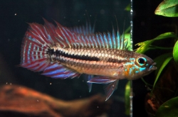 Apistogramma bitaeniata WF