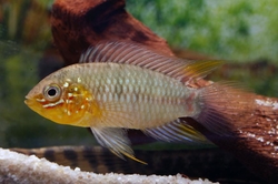 Apistogramma borelli - paraquai