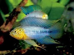 Apistogramma borelli - yellow head