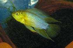 Apistogramma borellii