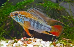 Apistogramma macmasteri