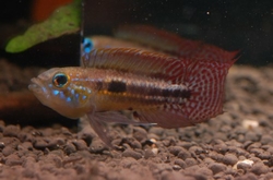 Apistogramma paucisquamis Wild