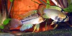 Apistogramma pucallpaensis