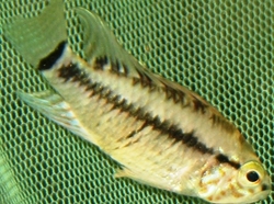 Apistogramma sp. Baby face