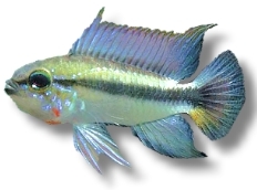 Apistogramma sp. mamore