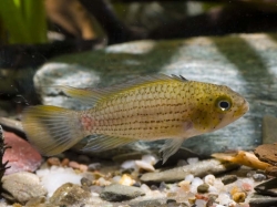 Apistogramma tucurui