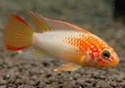 Apistogramma sp. viejeta gold