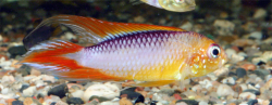 Apistogramma agassizii fire rot