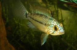 Apistogramma caetei blue head