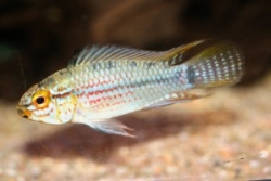 Apistogramma cruzi