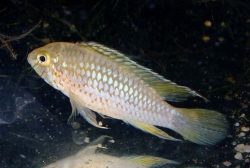 Apistogramma sp. papagalo