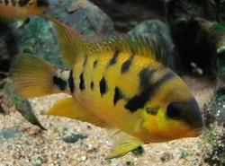 Archocentrus nanoluteus EU breed