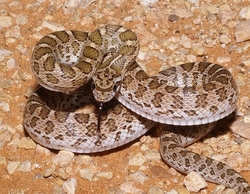 Arizona elegans