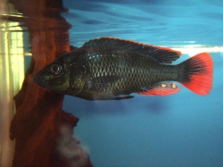 Astatotilapia nubila