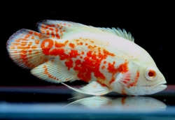 Astr. ocellatus  Red Tiger albino