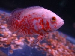 Astronotus ocellatus Albino Super Red Tiger 