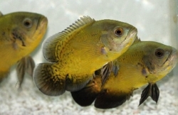 Astronotus ocellatus Oscar Lemon 