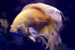Astronatus ocellatus Red Oscar Albino long fin 