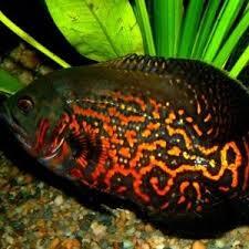 Astronotus ocellatus Super Red Tiger Oscar L - Vrubozubec paví super červený tygr oscar