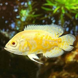 Astronotus ocelatus Golden yellow tiger