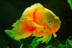 Astronotus ocelatus Super Red Albino Normal / Long fin M