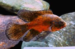 Astronotus ocelatus Super Red Oscar Normal / Long fin M