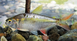 Astyanax fasciatus fasciatus