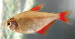 Astyanax sp. Red fin