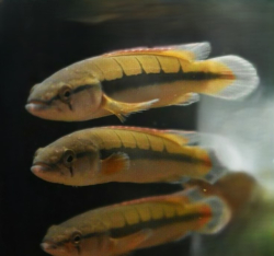 Crenicichla cf. lugubris  "Atabapo - Super red" M