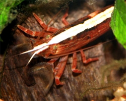 Atya spec.-Singapore shrimp