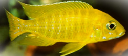 Aulonocara sp. Maleri Gold