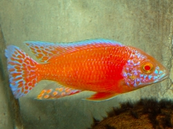 Aulonocara sp. Fire Albino 