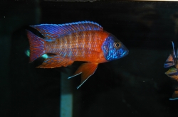 Aulonocara sp. Rubescens