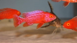 Aulonocara strawberry super red albino 