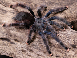 Avicularia avicularia