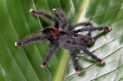 Avicularia metallica