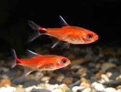 Astyanax riesei - Ruby tetra