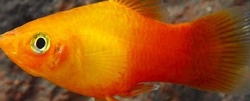 Xiphophorus maculatus - Gold Red Top  