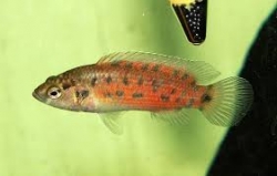 Badis assamensis