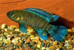 Badis badis blue