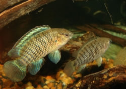 Badis badis