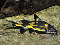 Bagroides melapterus