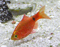 Barbus conchonius neon super color