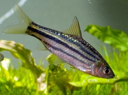 Barbus johorensis