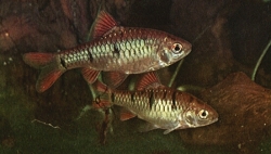 Barbus semifasciolatus 