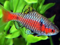 Barbus sp.ODESSA
