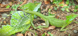 Basiliscus plumifrons - Bazilišek zelený