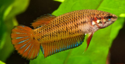 Betta spl. female Benjarong red L