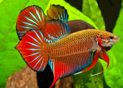 Betta spl. male Benjarong red L