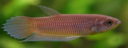 Betta	anabantoides